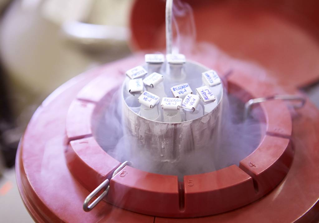 Entenda o processo de congelamento de óvulos