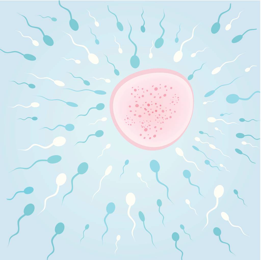 Infertilidade masculina: mais comum do que se imagina