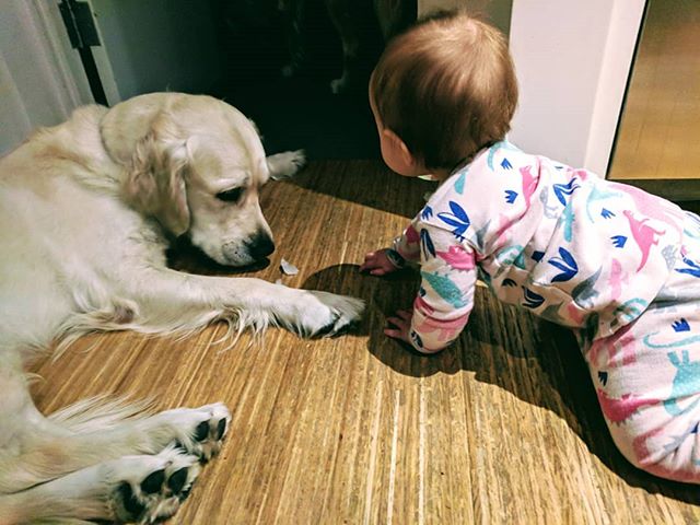Vídeo: bebê recebe ajuda de cachorros para escapar do quarto