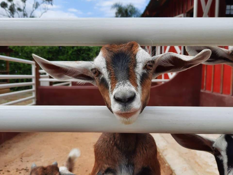 fazendinha