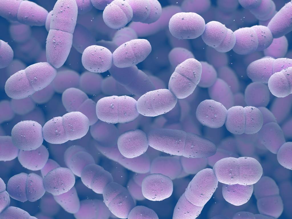 O que é a bactéria Streptococcus A e como ela age em crianças
