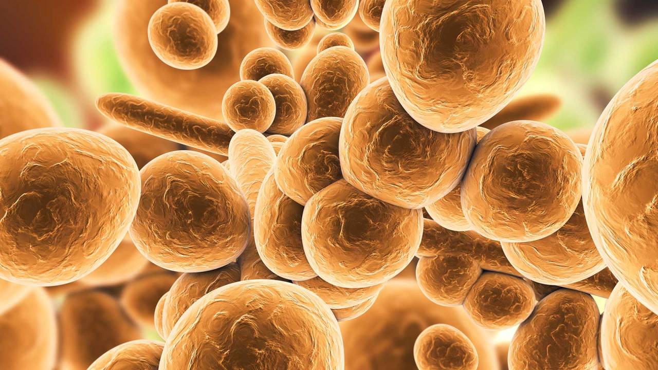ilustração do fungo Candida auris. Remete a esferas irregulares vistas em microscópio